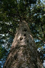 Tree Tops of the Majestic Ancient Kauri Trees in New Zealand