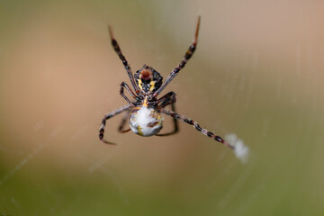 Argiope anasuja spider on the web