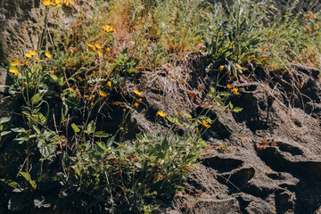 Wildflowers bloom vibrantly among rocky terrain in a sunlit meadow during spring season in the heart of nature's untouched beauty