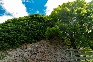 Lush greenery intertwines with ancient stone walls under a vibrant blue sky in a tranquil countryside setting during midday
