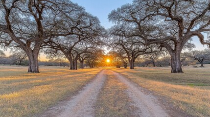 Fototapeta premium Golden Sunset over a Country Road Lined with Trees and a Grassy Field