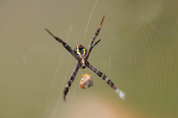 Argiope anasuja spider on the web