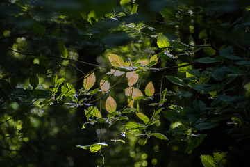 Sunlit leaves against a defocussed background with bokeh