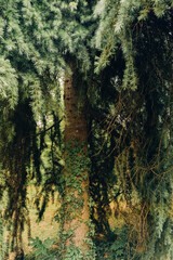 Explore the serene beauty of a dense forest with lush green foliage and towering trees on a tranquil afternoon