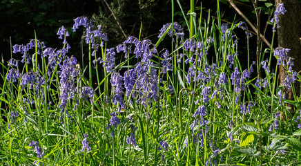 Group of bluebells growing through grass
