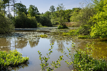 The lake at Abbot's Wood, near Polegate, East Sussex