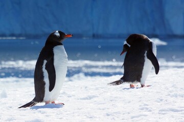 Fototapeta premium Gentoo Penguins in Antarctica