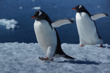 Obraz premium Gentoo penguins strolling on Antarctic snow.