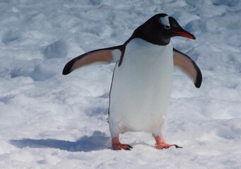 Gentoo penguin on Antarctic snow.