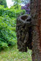 Unique natural formation on tree trunk showcases intricate texture and vibrant greenery in serene garden setting