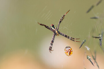 Argiope anasuja spider on the web