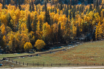 A golden autumn forest with a horse paddock in a meadow in the Altai Republic, blending seasonal beauty with rustic pastoral life.