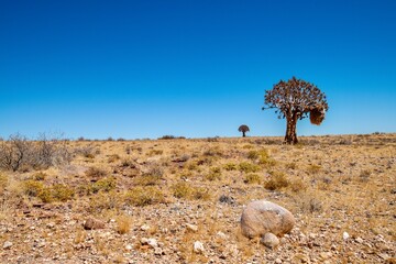 Quiver Tree (Aloe dichotoma) in the desert