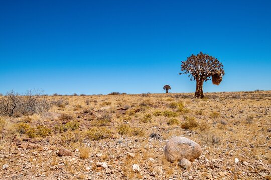 Quiver Tree (Aloe dichotoma) in the desert