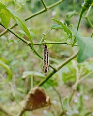 caterpillar on a leaf