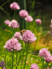 Obraz premium Flowering chive in a natural garden with a bee on a sunny day, macro shot