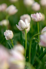 Vertical Composition of White and Pink Tulips in Garden