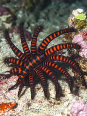 Striped Brittle Star Vibrant Underwater Macro Photography