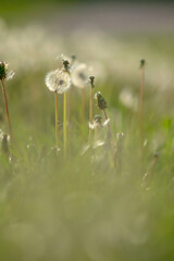 Delicate Wildflower Seed Heads in Soft Focus Natural Meadow