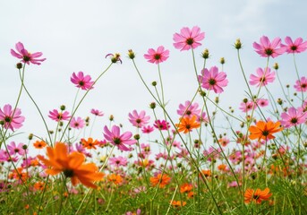 Cosmos flowers field blossom bloom