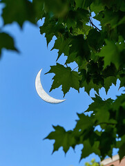 Crescent Moon Peeking Through Lush Green Leaves A Serene Summer Day