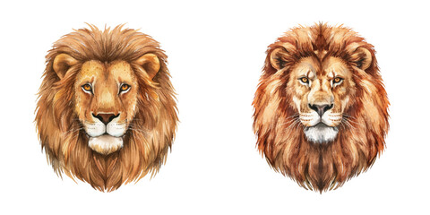lion head watercolor vector illustration © Dar