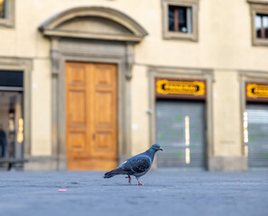 pigeon in the Square