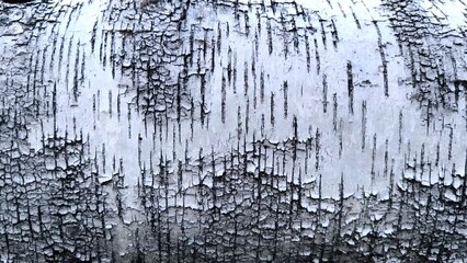 Pattern of the Silver Birch bark. close-up background birch bark black and white