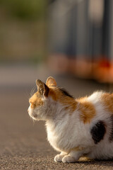  Profile View of Calico Cat Looking to the Side Outdoors