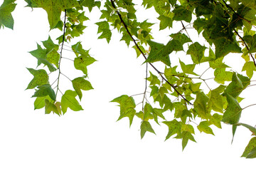 Closeup green leaves on transparent