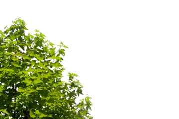 Tropical tree leaves and branch foreground
