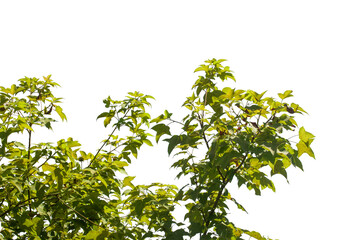 green leaves isolated on white background