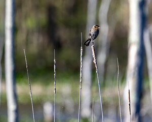 bird on a branch