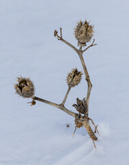 weed in snow
