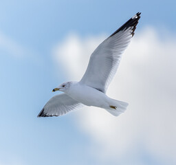 seagull in flight