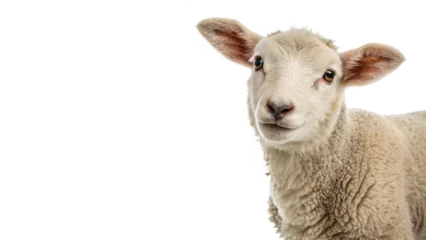Fotobehang Schapen Young sheep looking at camera isolated on transparent background  © Hanna