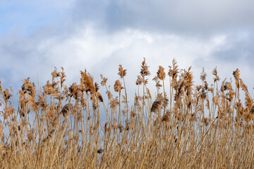 reeds in the wind