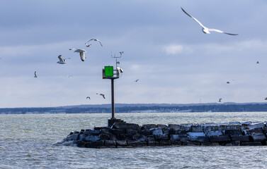 seagulls on the beach