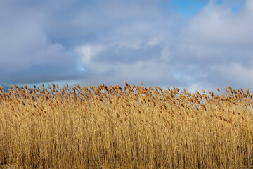 dry grass against blue sky