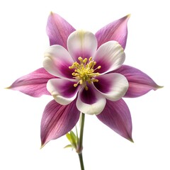 Columbine flower isolated on white background