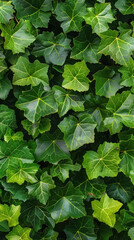 green plant leaves