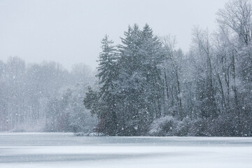 snow covered trees