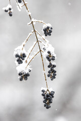black currant berries in snow