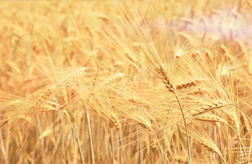 Shavuot jewish holiday. Ripe wheat ears of golden wheat in field at sunset light close up. Harvest festival background with empty space for text.