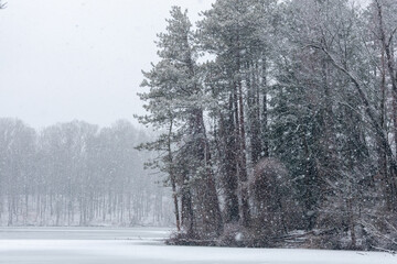 snow covered trees