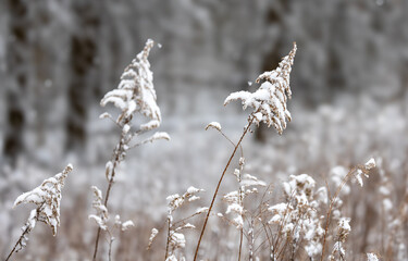 frozen grass in the snow