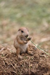 手に草を持ち食べるプレーリードッグの赤ちゃん