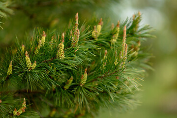 Vibrant New Growth on Pine Branch in Spring