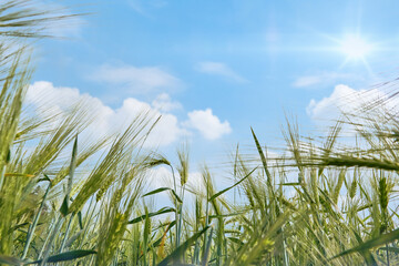 Shavuot jewish holiday. Ripe wheat ears of golden wheat in field at sunset light close up. Harvest festival background with empty space for text.