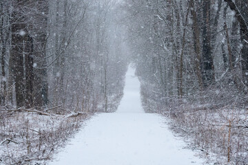 Snowy path